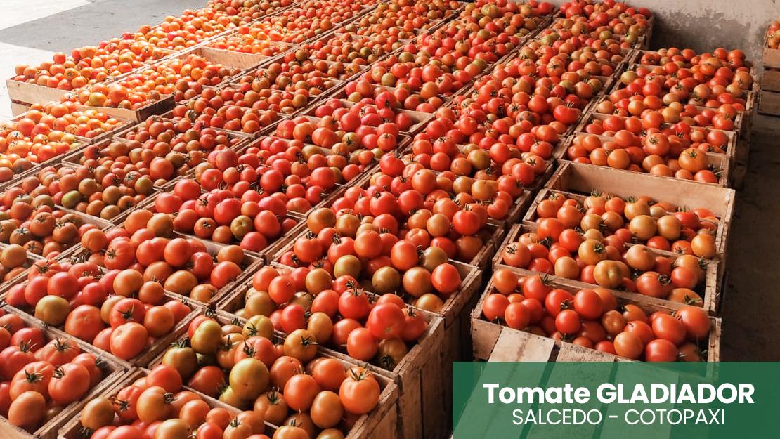 Cinco trucos para un cultivo exitoso de tomate