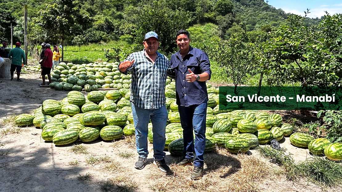 Mejora tu producción con semillas híbridas de sandía