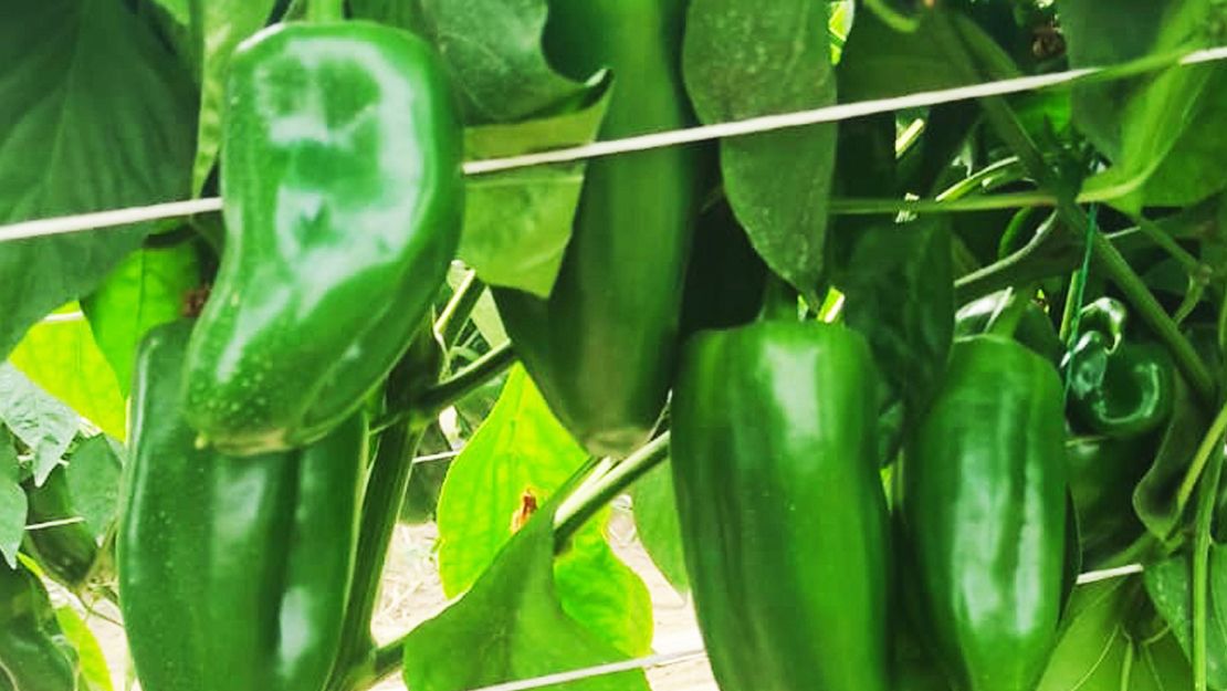 El futuro del pimiento en Ecuador