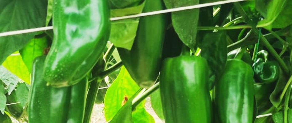 El futuro del pimiento en Ecuador