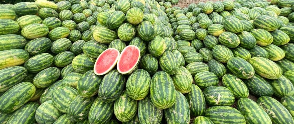 Hay un truco bastante sencillo para saber qué sandía elegir en el supermercado
