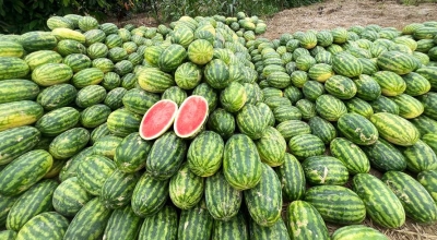 Hay un truco bastante sencillo para saber qué sandía elegir en el supermercado